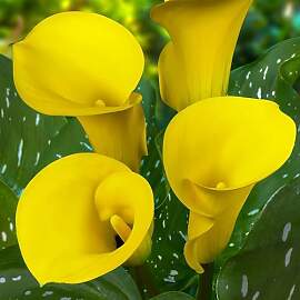 Calla Lilien Zwiebeln Winterhart Mehrjährig -