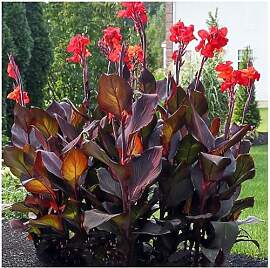 Canna Blumenrohr Farbe Sorte Menge zur Auswahl