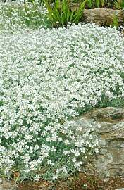 Cerastium tomentosum 'Silberteppich' 9x9 