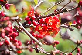 Chaenomeles japonica 40–60 cm – Winterhart