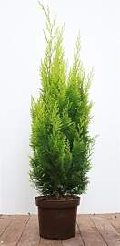 Chamaecyparis lawsoniana 'Ivonne'