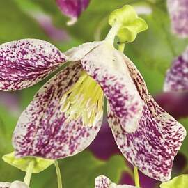 Clematis Freckles (Waldrebe) - Glockenförmige