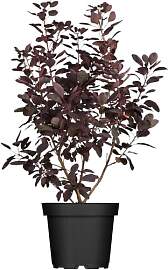 Cotinus coggygria 'Royal Purple' 40-60