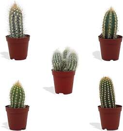 DutchLeafs Cereus Mix 5 Stück Verschiedene