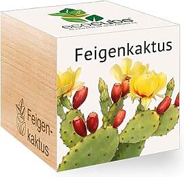 Ecocube Feigenkaktus, Nachhaltige Geschenkidee