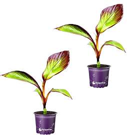 Ensete ventricosum "Maurelli" Rote