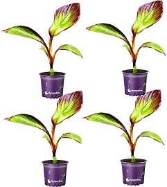 Ensete ventricosum "Maurelli" Rote