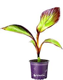 Ensete ventricosum "Maurelli" Rote