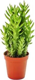 Exotenherz Zimmerpflanze Austrocylindropuntia