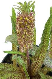 Fangblatt - Eucomis vandermerwei - Schopflilie -