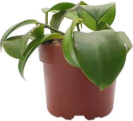 Fangblatt – Hoya quinquenervia – Wachsblume im 