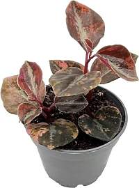 Fangblatt - Peperomia „Crème Brûlée“ –