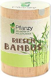 Feel Green Pflanzy Riesenbambus, Nachhaltige