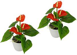 Flair Flower Mini Anthurie im Topf, 2er Set, Rot,