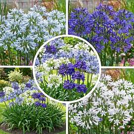 FLORIUM - Agapanthus africanus Duo Kollektion 4