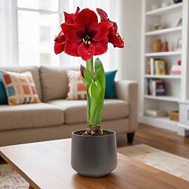 FLORIUM Amaryllis Zwiebel Dark Magic | 1