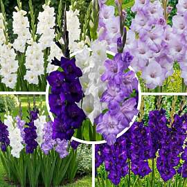 FLORIUM - Gladiolen Zwiebeln Purple-Blue-White