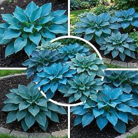 FLORIUM Mehrjährige Hosta Blau Kollektion,