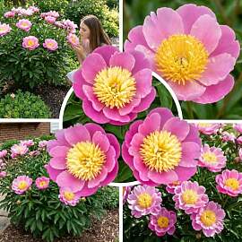 FLORIUM Pfingstrose Pink Nippon (1 Pflanze),