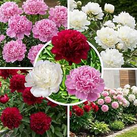 FLORIUM Pfingstrosen Blüte Charme Kollektion (3
