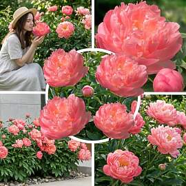 FLORIUM Pfingstrosen Pflanzen Winterhart Coral