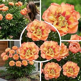 FLORIUM Pfingstrosen Pflanzen Winterhart Itoh