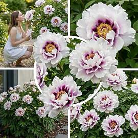 FLORIUM Pfingstrosen Pflanzen Winterhart Itoh Pink 