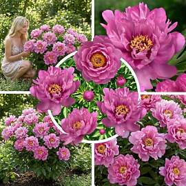 FLORIUM Pfingstrosen Pflanzen Winterhart Itoh