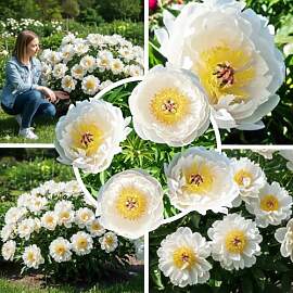 FLORIUM Pfingstrosen Pflanzen Winterhart Itoh