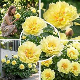 FLORIUM Pfingstrosen Pflanzen Winterhart Itoh