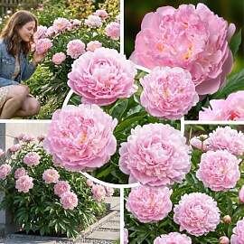 FLORIUM Pfingstrosen Pflanzen Winterhart Pink