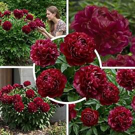 FLORIUM Pfingstrosen Pflanzen Winterhart Red Dark