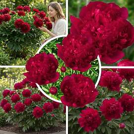 FLORIUM Pfingstrosen Pflanzen Winterhart Red Magic 