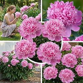 FLORIUM Pfingstrosen Purple Magic (1 Wurzel),