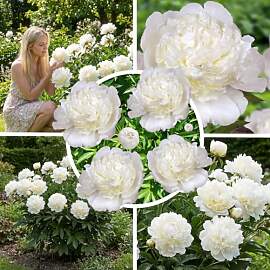 FLORIUM Pfingstrosen White Magic (1 Wurzel),