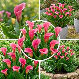 FLORIUM Pink Passion (Rosa) Zantedeschia Calla