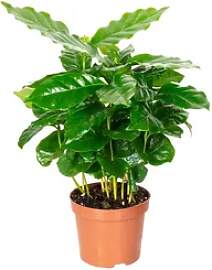 Flowerbox Zimmerpflanze Kaffeepflanze - Coffea