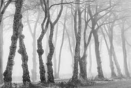 Fototapete ARCHITECTS PAPER "Bark",