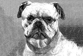 Fototapete ARCHITECTS PAPER "Bulldog",
