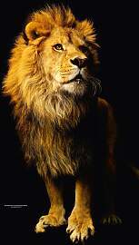Fototapete ARCHITECTS PAPER "Lion",