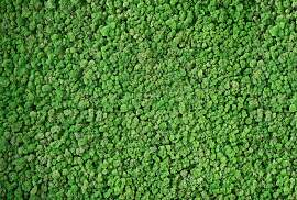 Fototapete ARCHITECTS PAPER "Real Moss", 