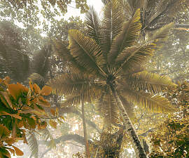 Fototapete KOMAR "Digitaldruck Vlies - Palms