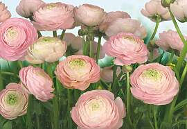 Fototapete KOMAR "Gentle Rosé - Größe 368