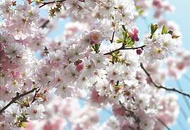 Fototapete KOMAR "Spring - Größe 368 x 254
