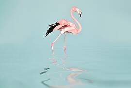 Fototapete LIVING WALLS "ARTist Flamingo