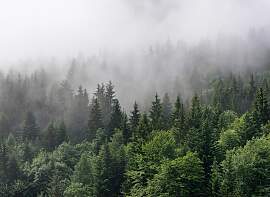 Fototapete LIVING WALLS "Designwalls Foggy