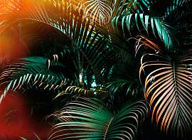 Fototapete LIVING WALLS "Jungle Vlies",