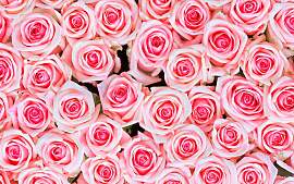 Fototapete LIVING WALLS "rosa Rosen",