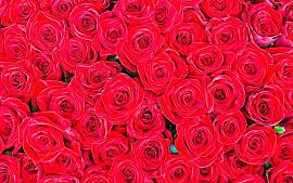 Fototapete LIVING WALLS "rote Rosen",