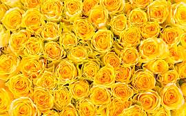 Fototapete LIVING WALLS "sonnige Rosen", 